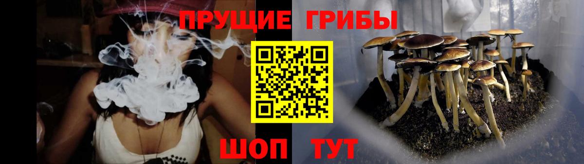 Муравленко  Псилоцибиновые грибы Psilocybine cubensis  Вход с VPN 